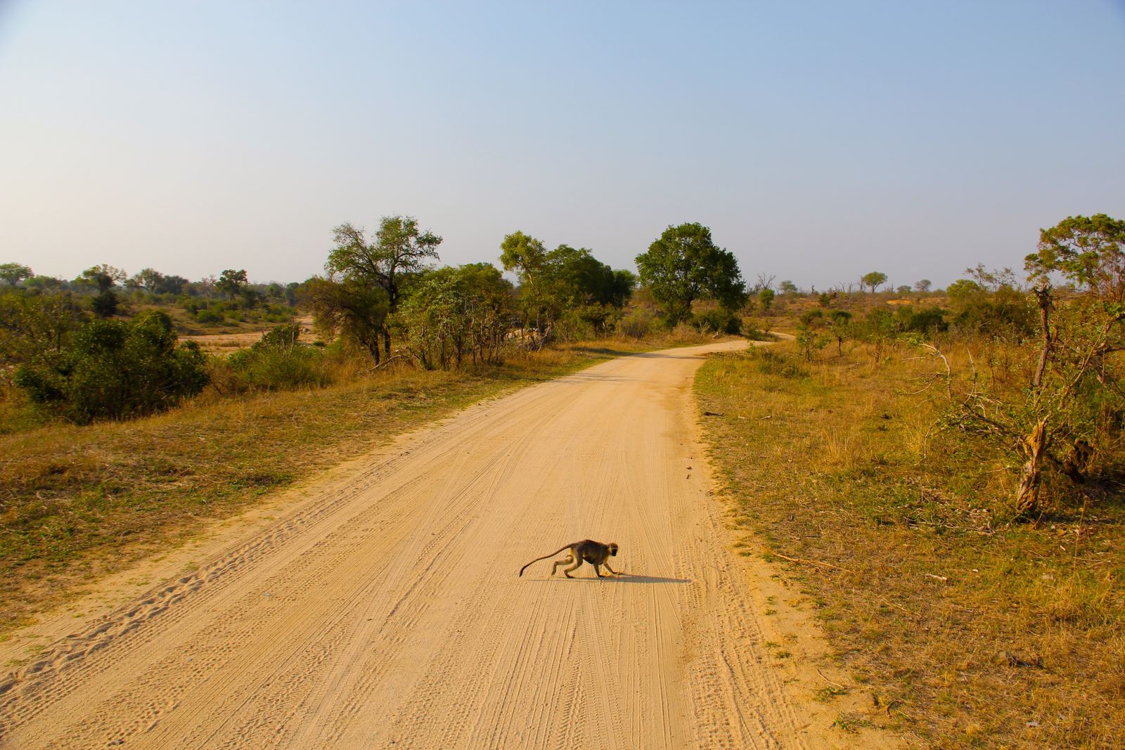 A Vervet Monkey in Kruger on Safari