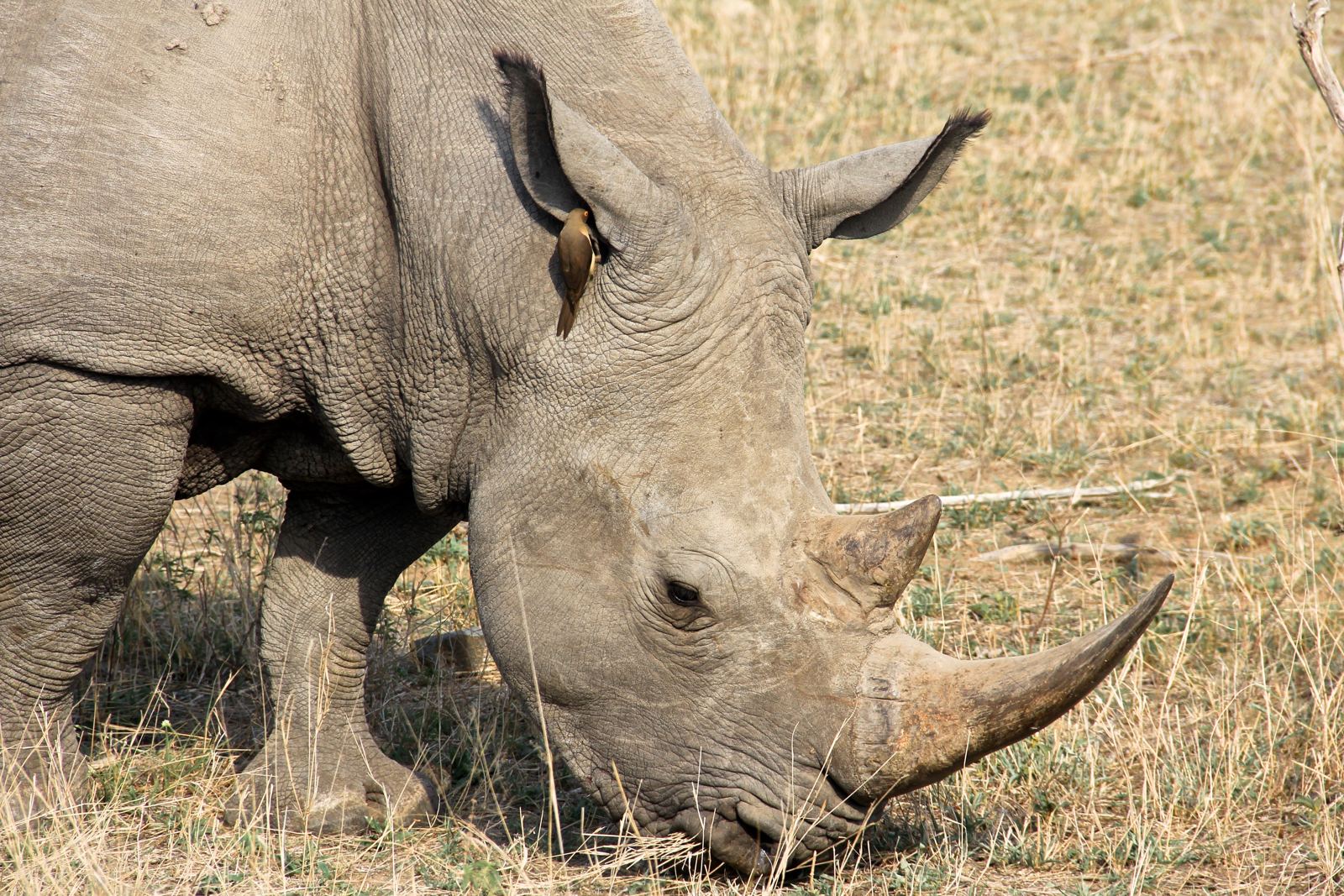 White Rhino in Kruger on Safari