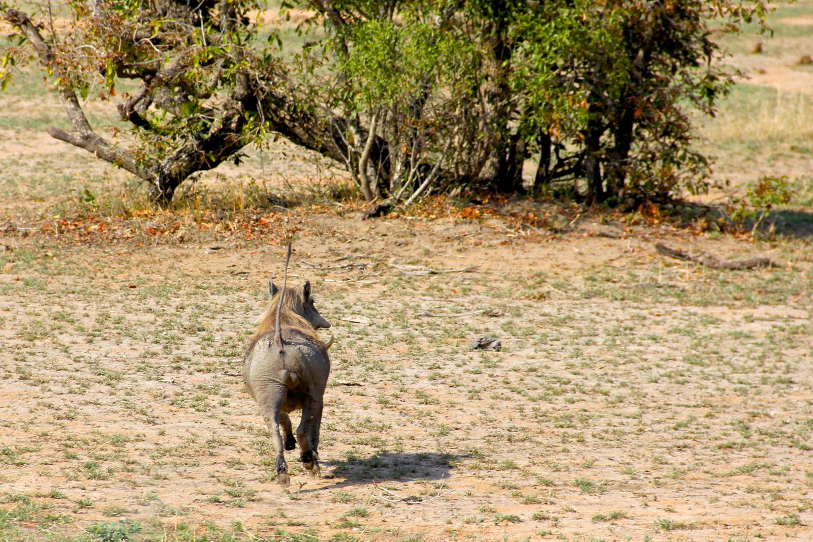 Warthog on safari