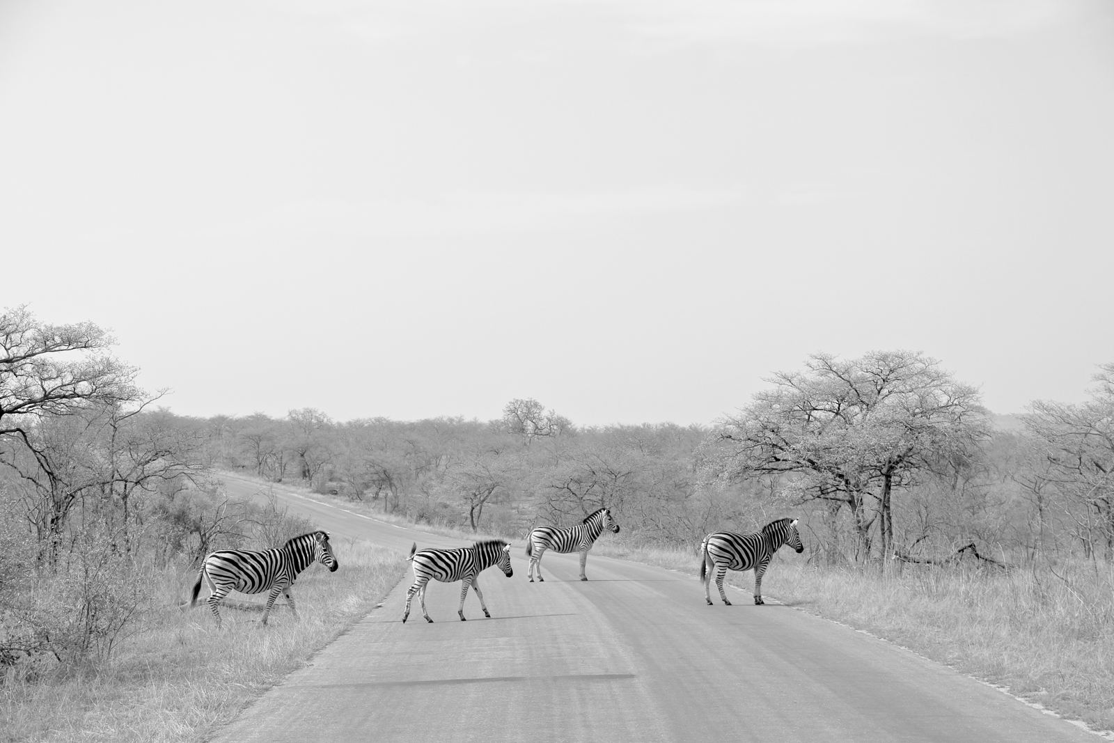 A Real Zebra Crossing in Kruger on Safari