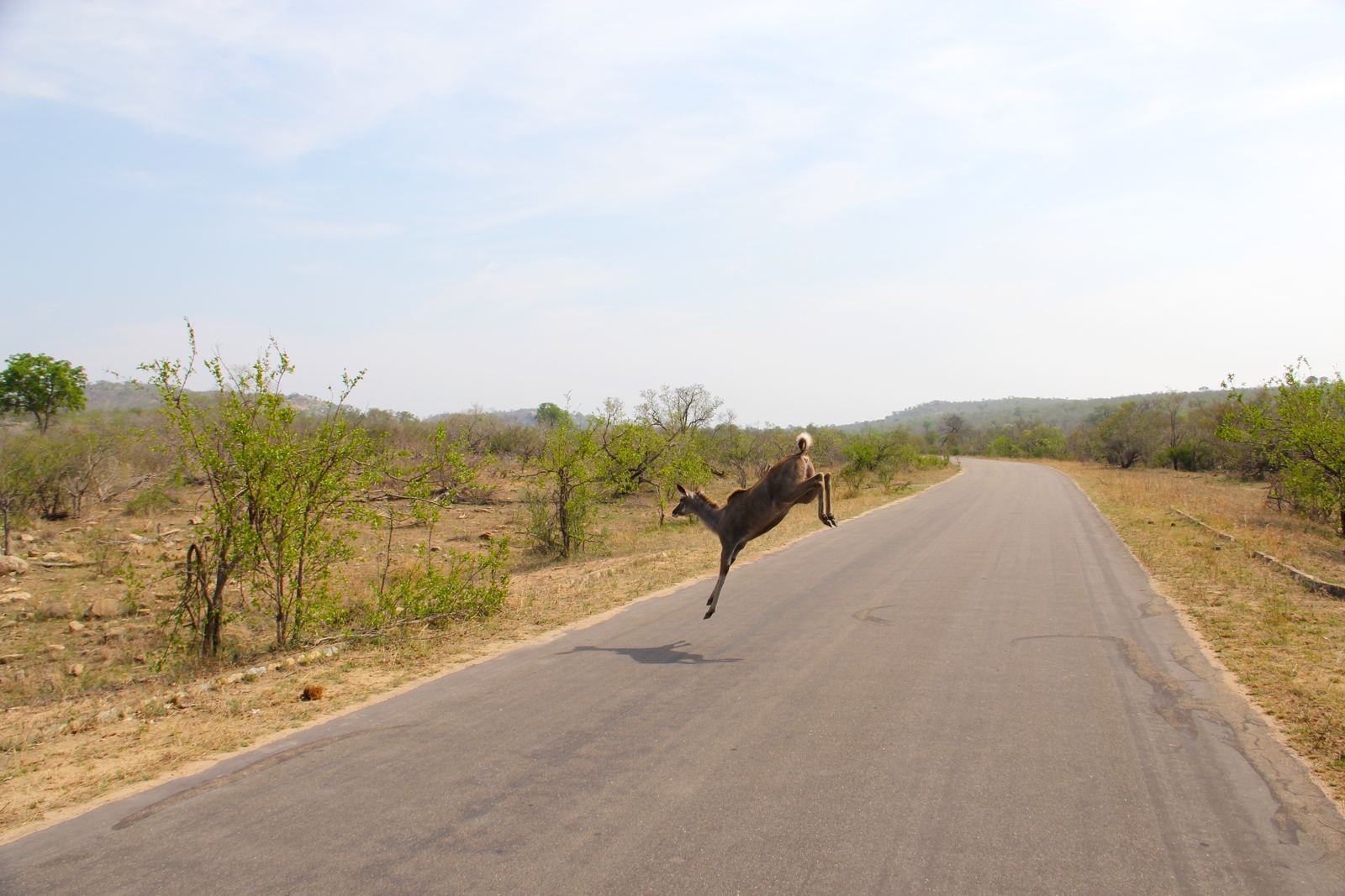 A Bucking Buck in Kruger on Safari