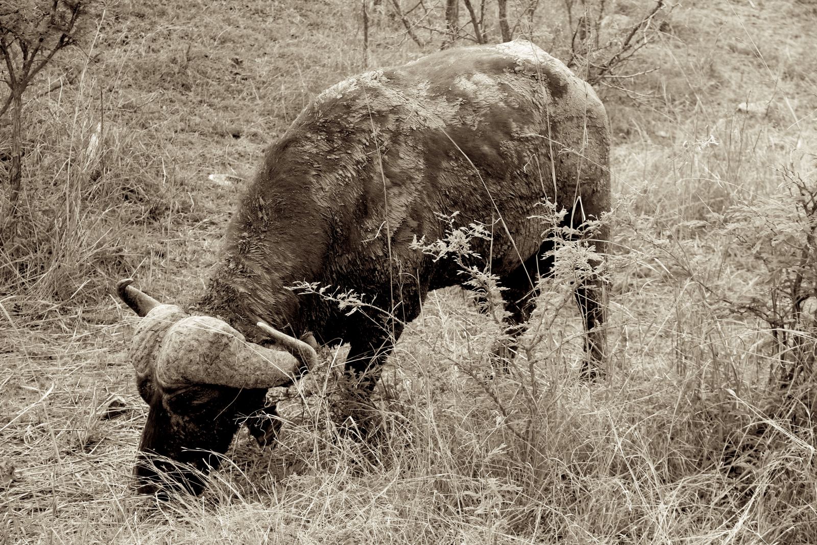 A Buffalo in Kruger on Safari