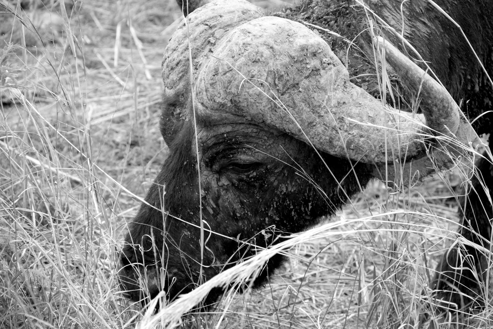 Buffalo on safari