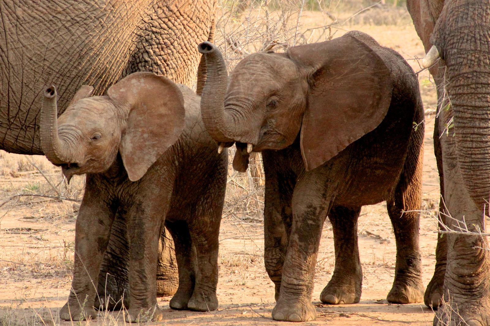 Baby Elephants Practicing Synchro in Kruger on Safari