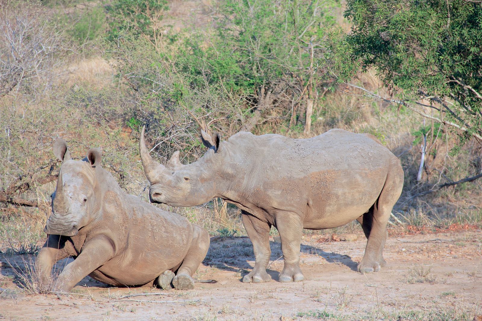 Rhinos on safari