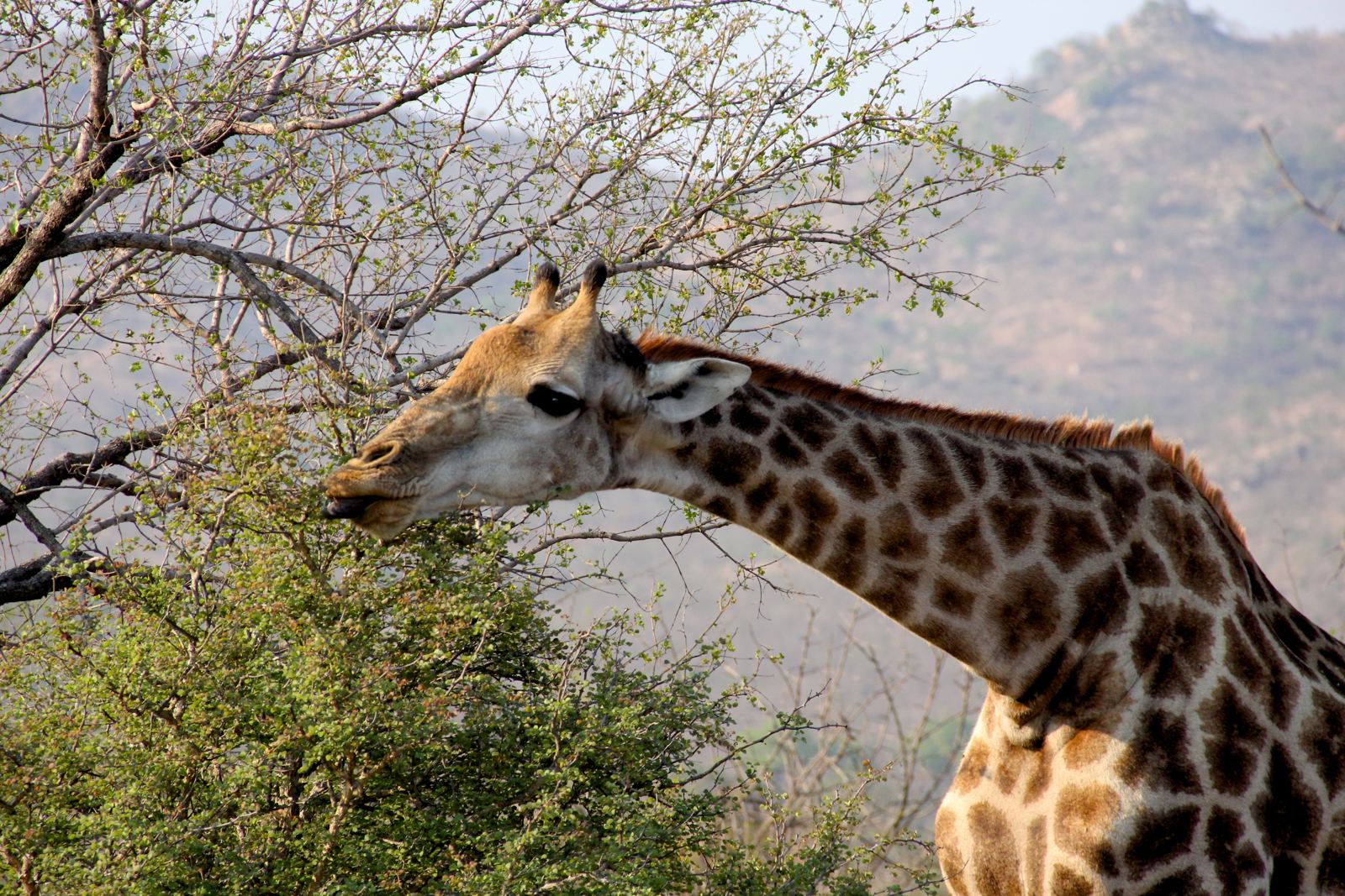 A Giraffe in Kruger on Safari