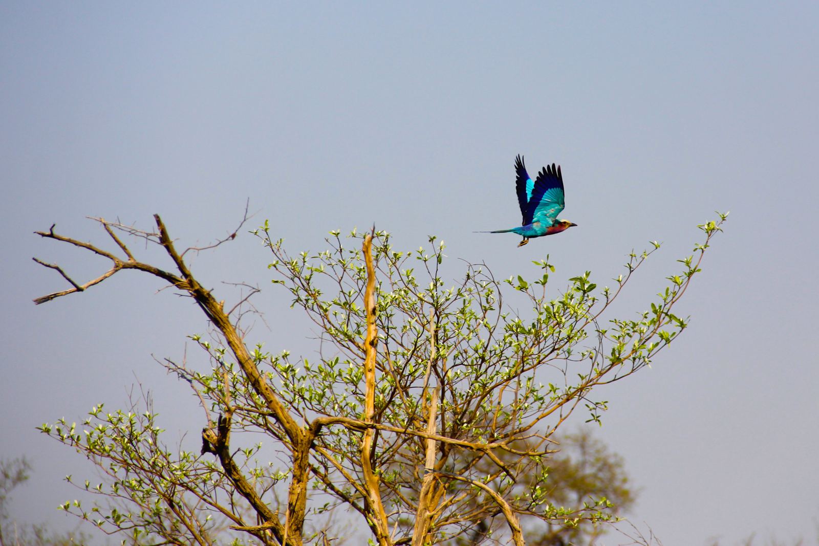 A Lilac Breasted Roller in Kruger on Safari