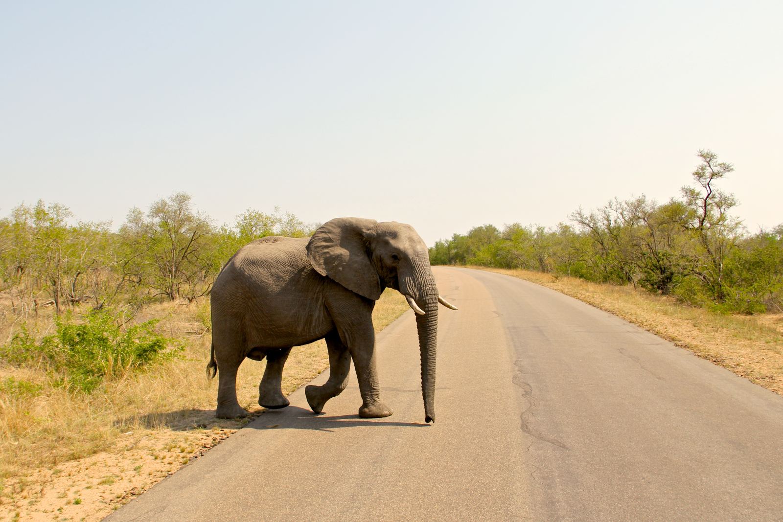 Elephant in Kruger on Safari