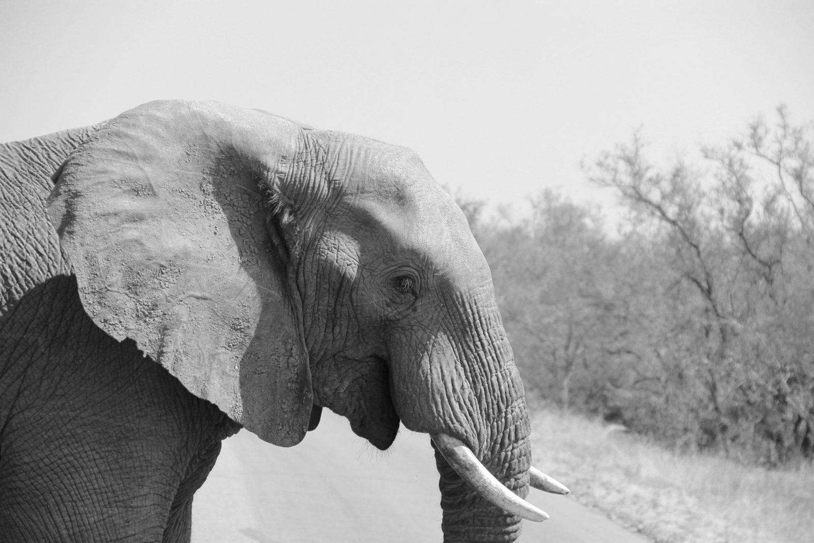 Elephant in Kruger on Safari