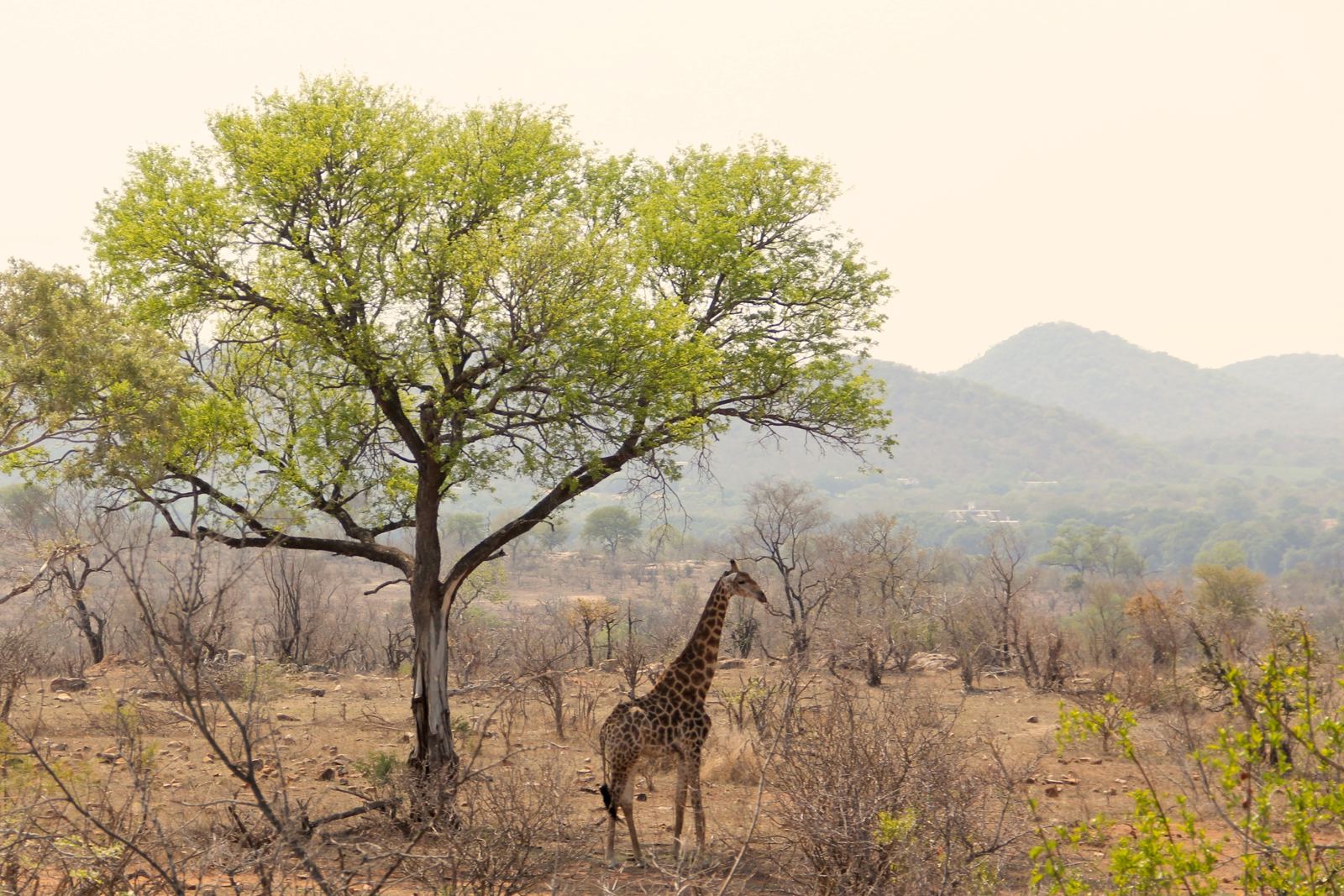 A Giraffe in Kruger on Safari