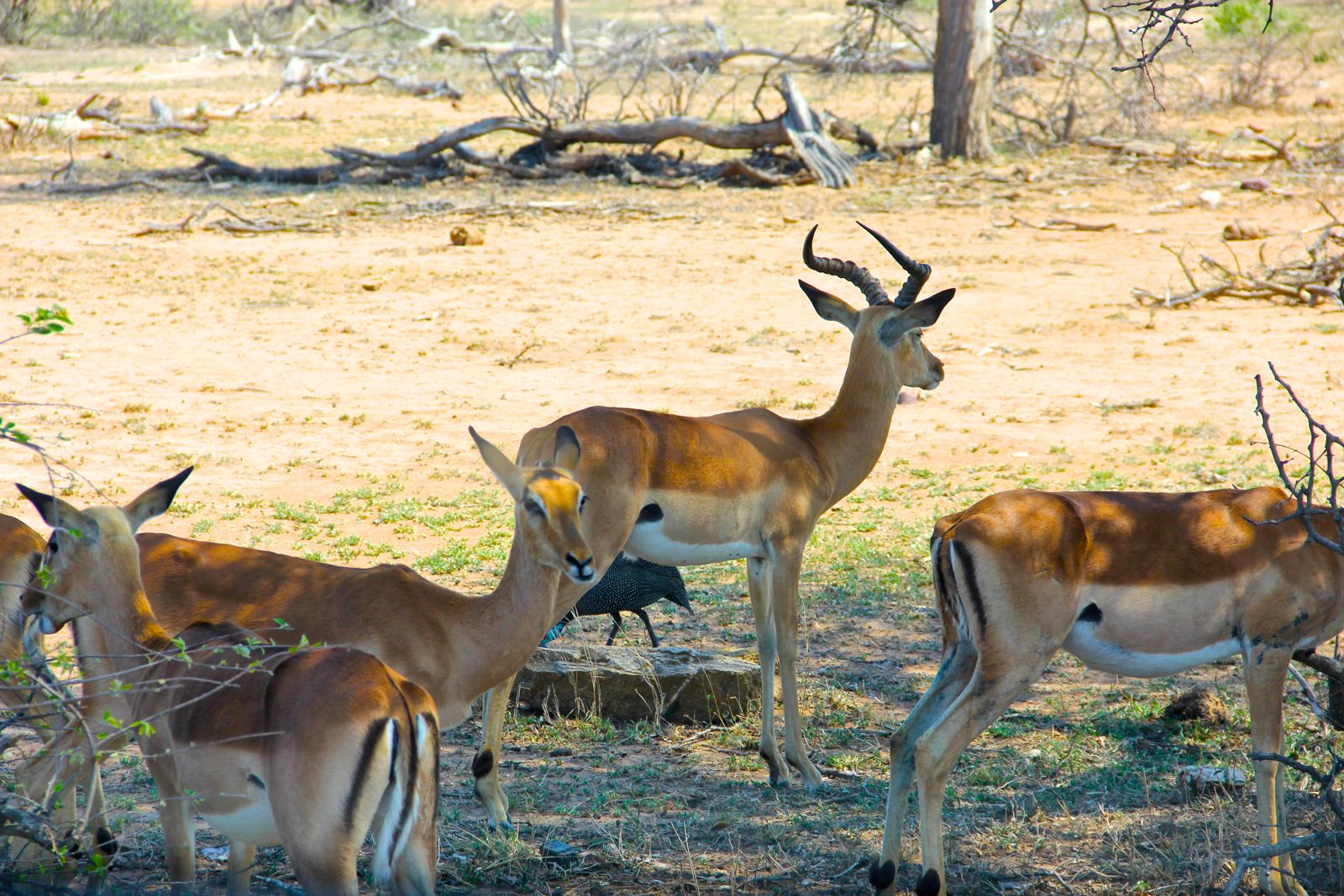 Impala on safari