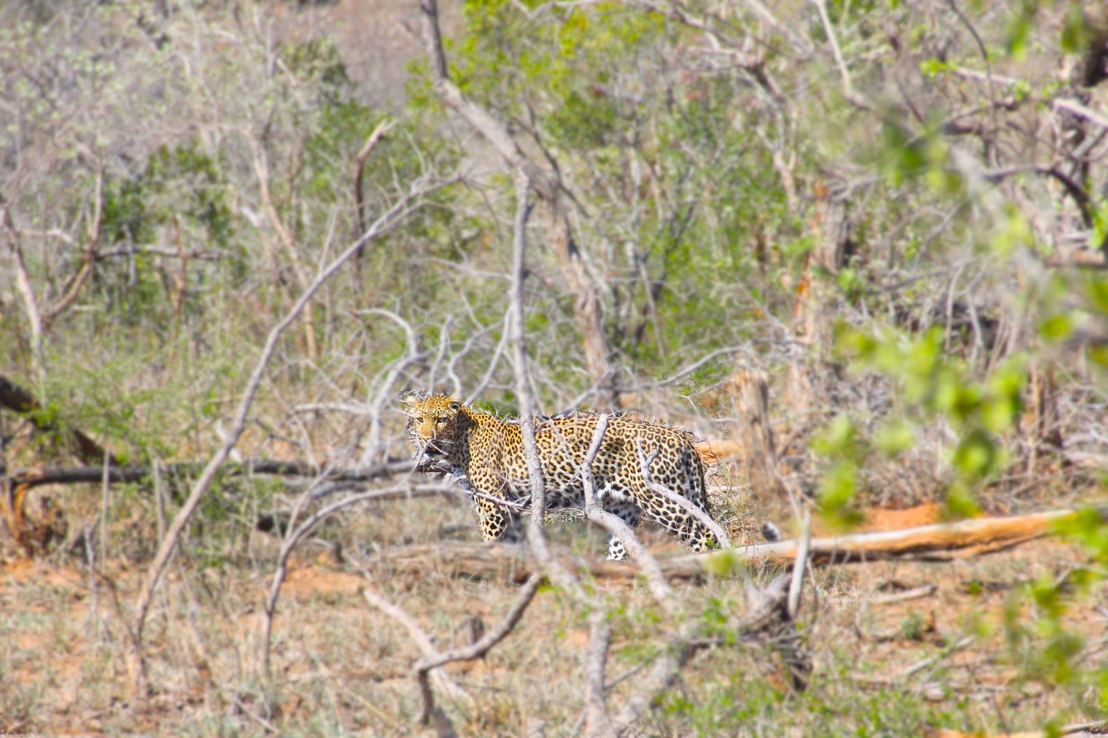 Leopard on Kruger safari