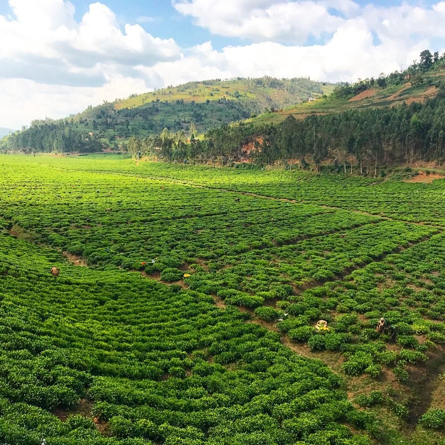 Tea fields in Rwanda