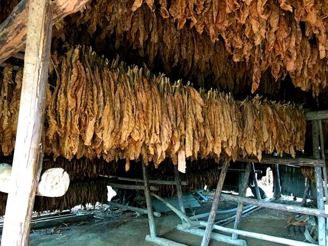 Tobacco drying in Vinales