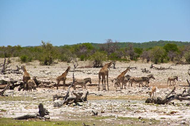 Watering hole in Etosha NP