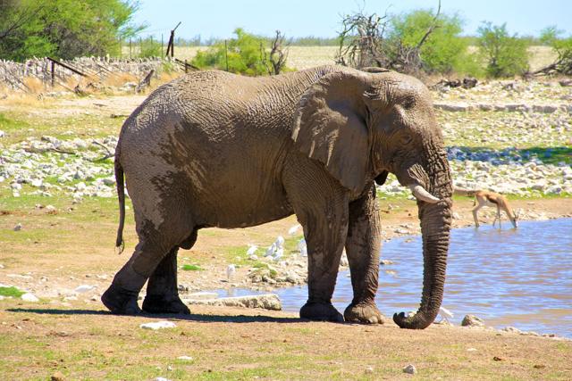 Elephant in Etosha NP