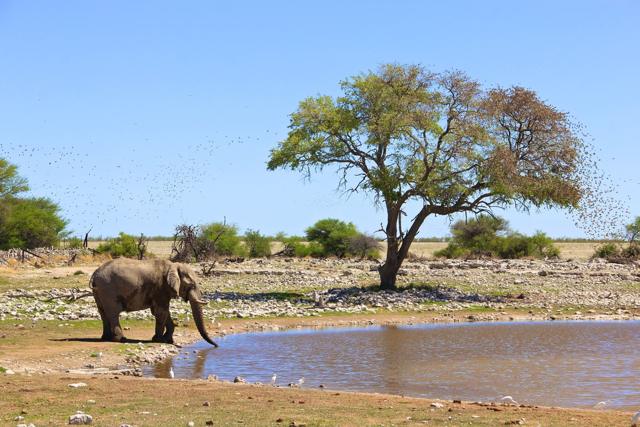 Elephant in Etosha NP