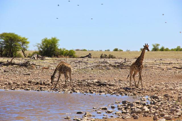 Giraffes in Etosha NP