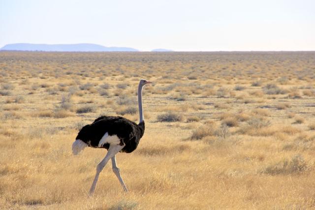 Ostrich in Etosha NP