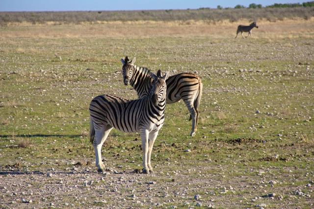 Zebras in Etosha NP