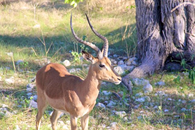 An impala in Etosha NP