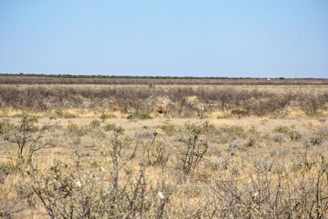 Lions in the distance in Etosha NP