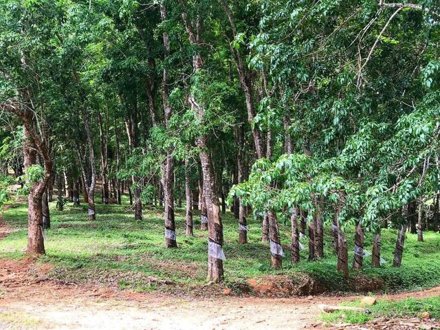 A rubber tree plantation in northern Malawi
