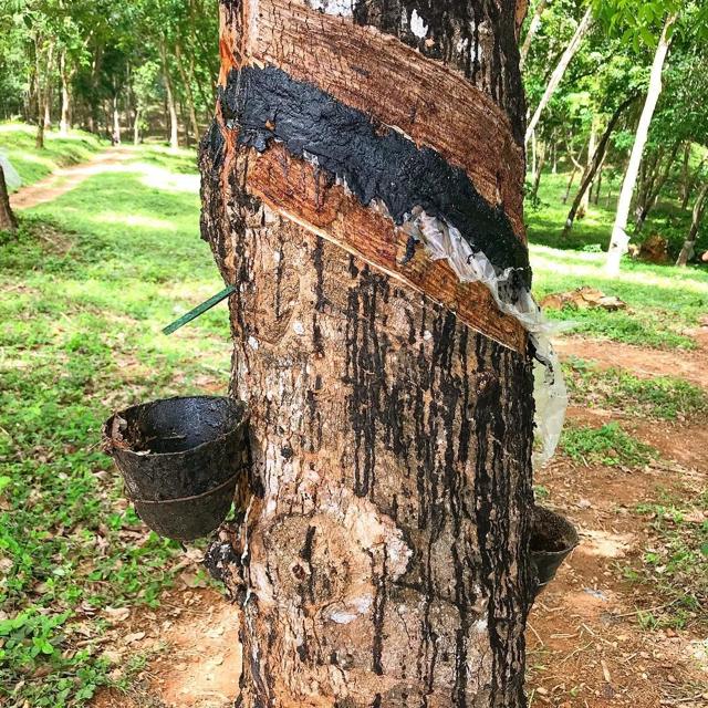 Collecting sap to make rubber