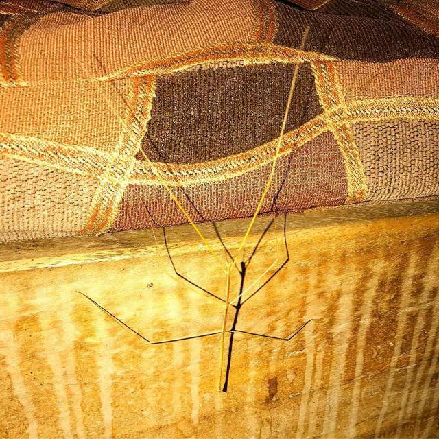 Spot the stick insect!
