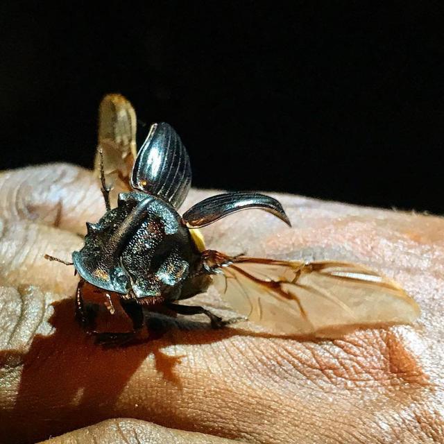 The mighty rhino beetle